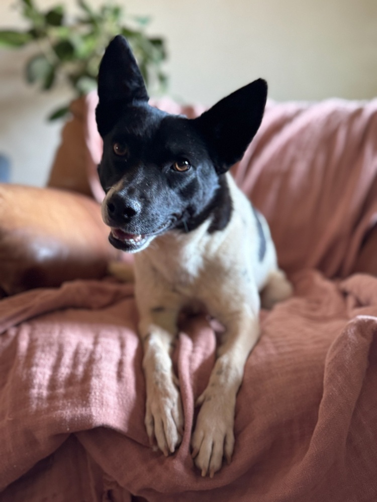Spot, an adoptable Rat Terrier, Jack Russell Terrier in Tucson, AZ, 85711 | Photo Image 1