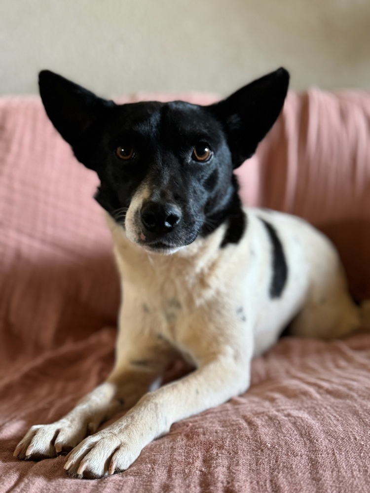 Spot, an adoptable Rat Terrier, Jack Russell Terrier in Tucson, AZ, 85711 | Photo Image 2