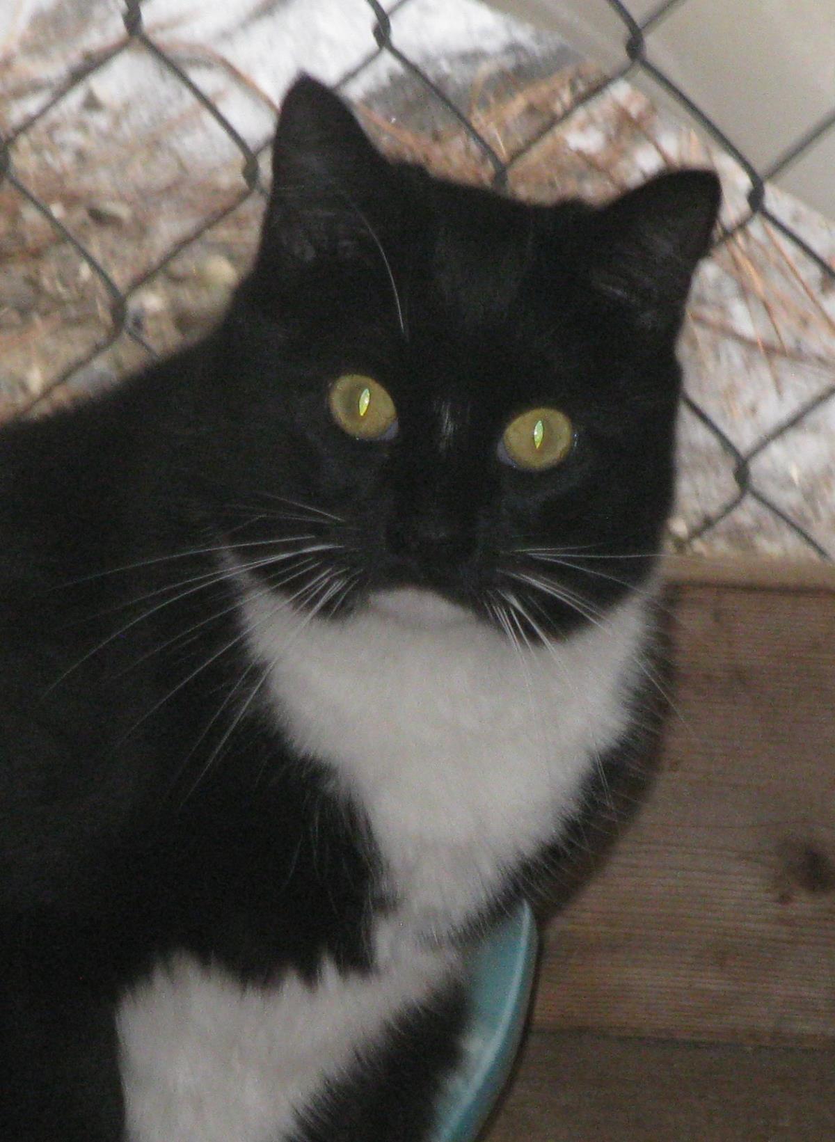 Twilight, an adoptable Domestic Short Hair in Libby, MT, 59923 | Photo Image 2