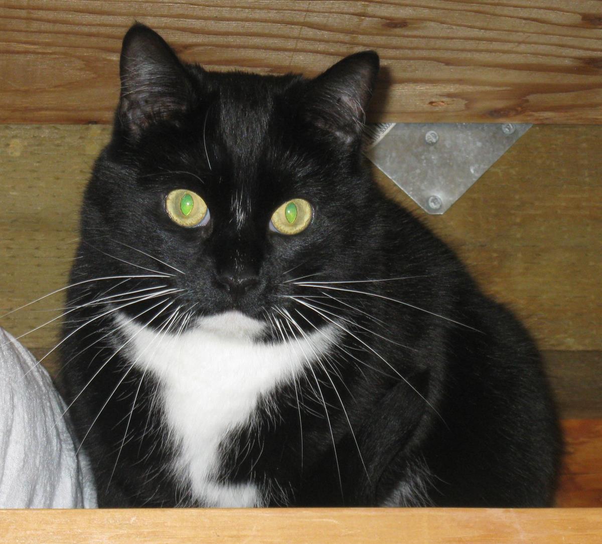 Twilight, an adoptable Domestic Short Hair in Libby, MT, 59923 | Photo Image 3