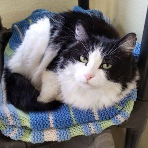 Phoebe, an adoptable Domestic Long Hair in Libby, MT, 59923 | Photo Image 1