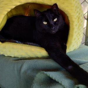 Phantom, an adoptable Domestic Short Hair in Libby, MT, 59923 | Photo Image 1