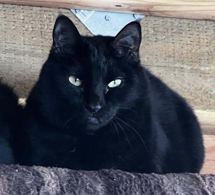 Phantom, an adoptable Domestic Short Hair in Libby, MT, 59923 | Photo Image 3