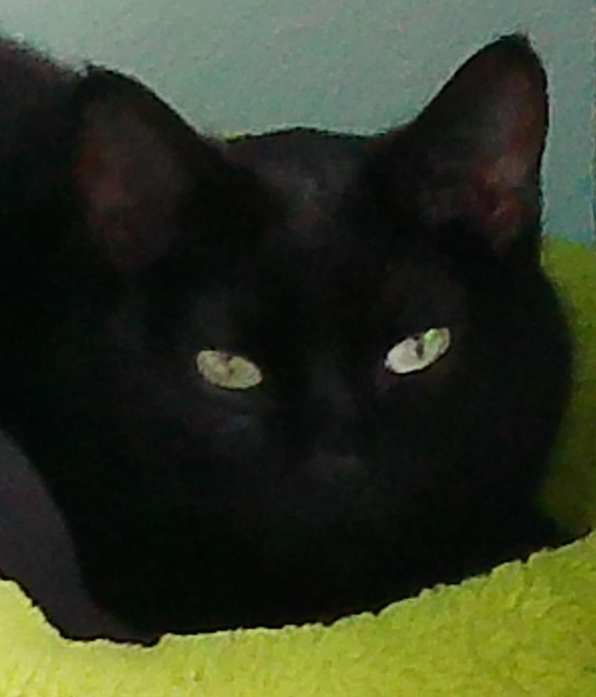 Onyx, an adoptable Domestic Short Hair in Libby, MT, 59923 | Photo Image 2