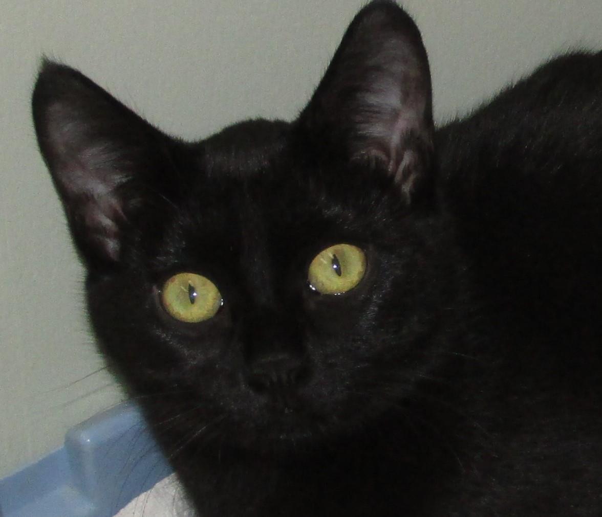 Onyx, an adoptable Domestic Short Hair in Libby, MT, 59923 | Photo Image 2