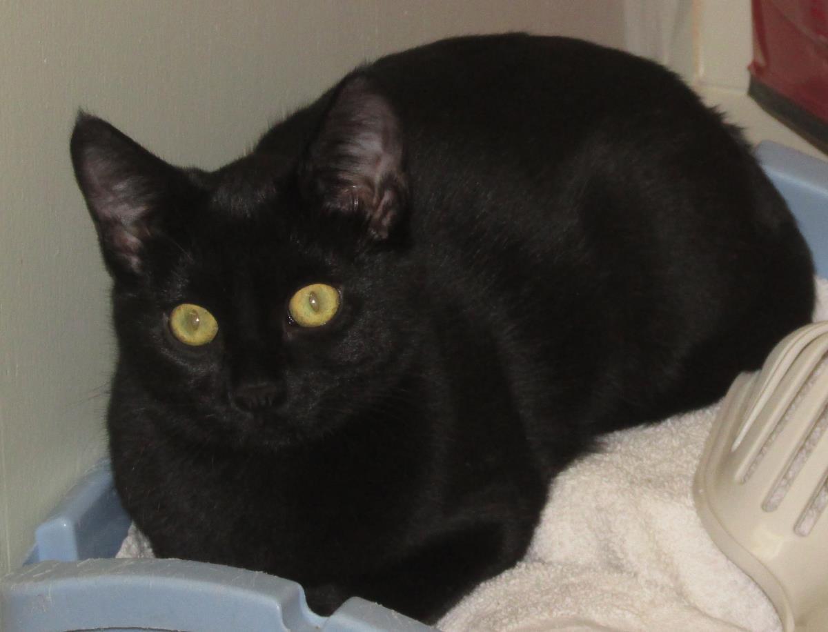 Onyx, an adoptable Domestic Short Hair in Libby, MT, 59923 | Photo Image 6