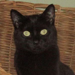 Onyx, an adoptable Domestic Short Hair in Libby, MT, 59923 | Photo Image 8