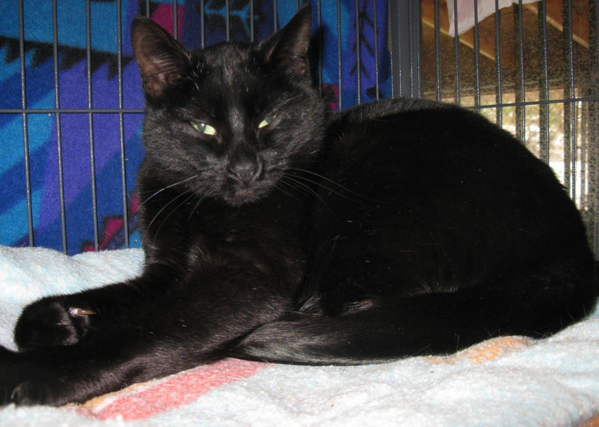 Sweet Pea, an adoptable Domestic Short Hair in Libby, MT, 59923 | Photo Image 2