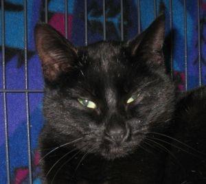 Sweet Pea, an adoptable Domestic Short Hair in Libby, MT, 59923 | Photo Image 3