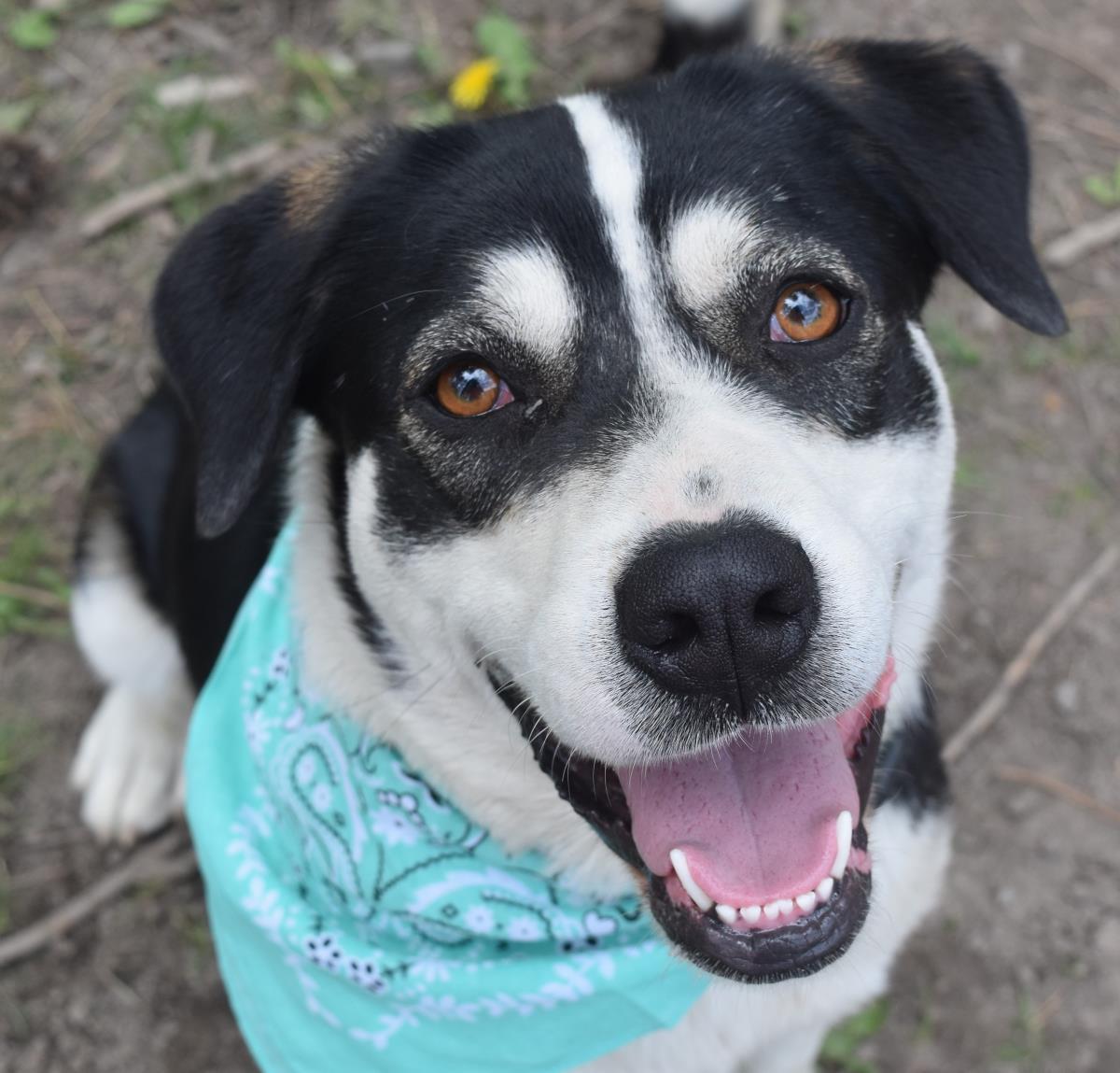 Freda, an adoptable Border Collie in Libby, MT, 59923 | Photo Image 1