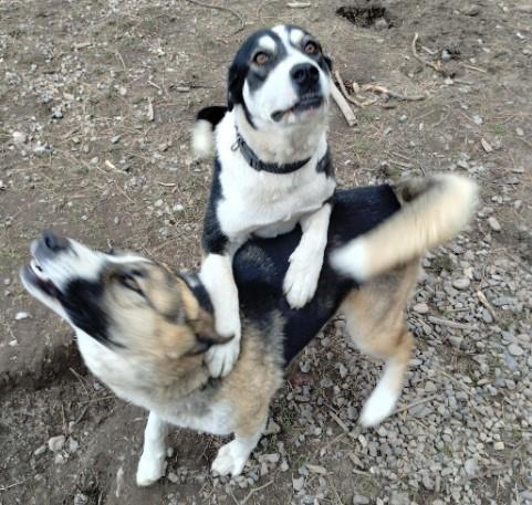 Freda, an adoptable Border Collie in Libby, MT, 59923 | Photo Image 2