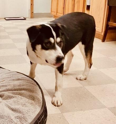 Freda, an adoptable Border Collie in Libby, MT, 59923 | Photo Image 3