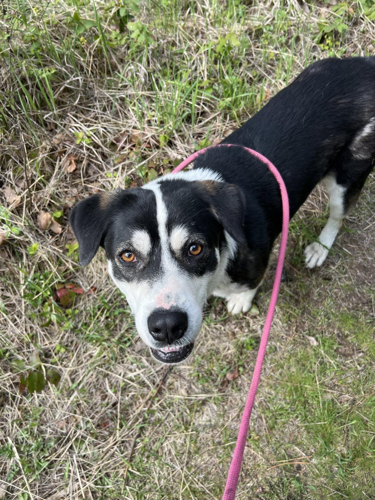 Freda, an adoptable Border Collie in Libby, MT, 59923 | Photo Image 4