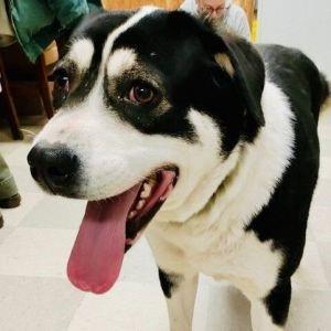 Freda, an adoptable Border Collie in Libby, MT, 59923 | Photo Image 5