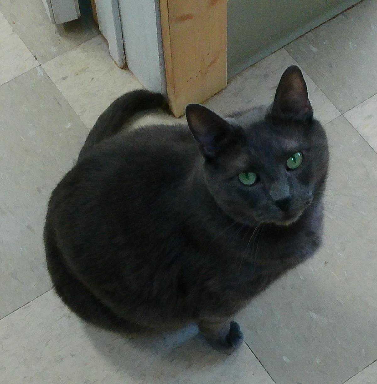 Smudge, an adoptable Russian Blue, Domestic Short Hair in Libby, MT, 59923 | Photo Image 1