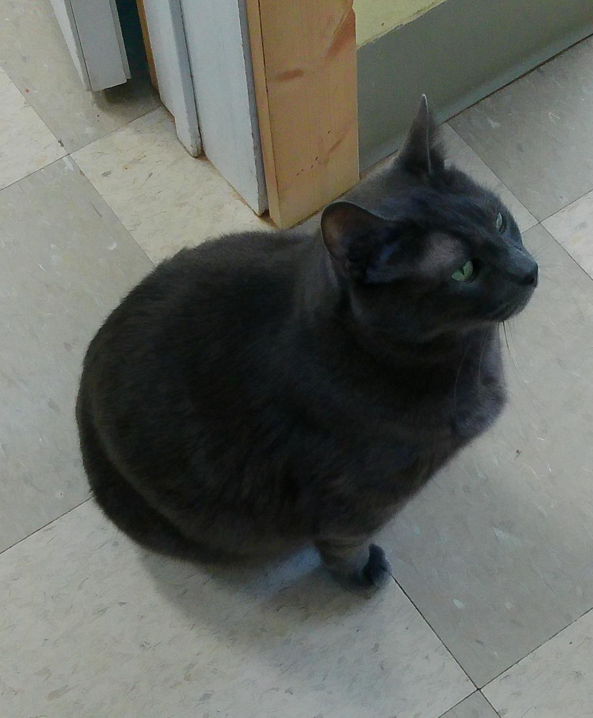 Smudge, an adoptable Russian Blue, Domestic Short Hair in Libby, MT, 59923 | Photo Image 2