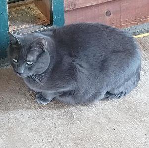 Smudge, an adoptable Russian Blue, Domestic Short Hair in Libby, MT, 59923 | Photo Image 3