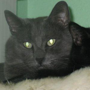 Smudge, an adoptable Russian Blue, Domestic Short Hair in Libby, MT, 59923 | Photo Image 4