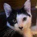 Cupid, an adoptable Domestic Short Hair in Libby, MT, 59923 | Photo Image 1