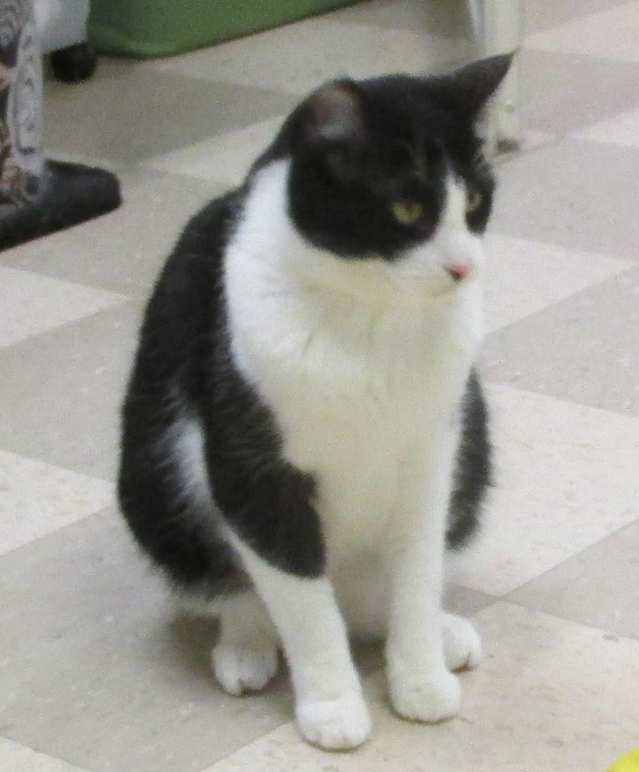 Sibo, an adoptable Domestic Short Hair in Libby, MT, 59923 | Photo Image 1