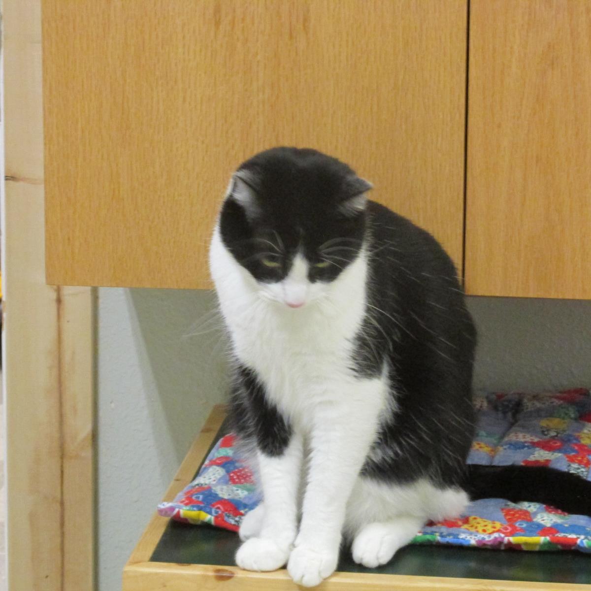 Sibo, an adoptable Domestic Short Hair in Libby, MT, 59923 | Photo Image 2