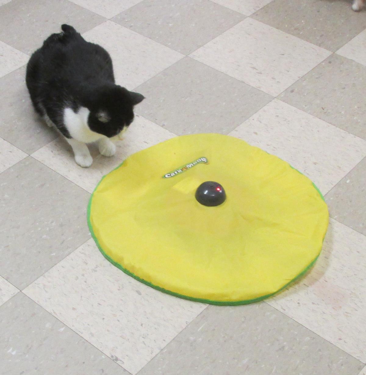 Sibo, an adoptable Domestic Short Hair in Libby, MT, 59923 | Photo Image 3