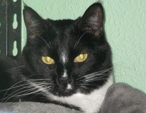 Marble, an adoptable Domestic Short Hair in Libby, MT, 59923 | Photo Image 1