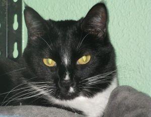 Marble, an adoptable Domestic Short Hair in Libby, MT, 59923 | Photo Image 2