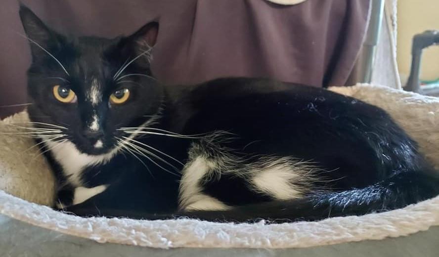 Marble, an adoptable Domestic Short Hair in Libby, MT, 59923 | Photo Image 6
