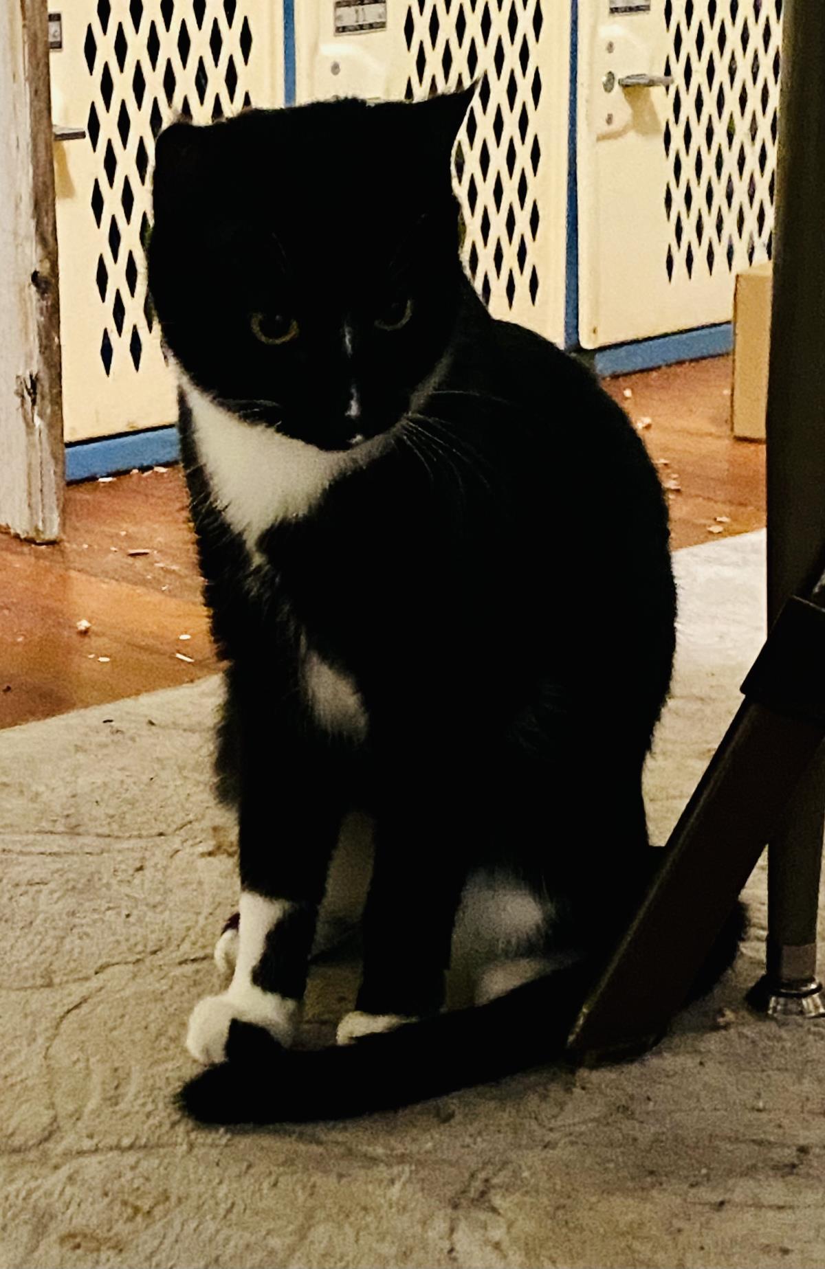 Marble, an adoptable Domestic Short Hair in Libby, MT, 59923 | Photo Image 4