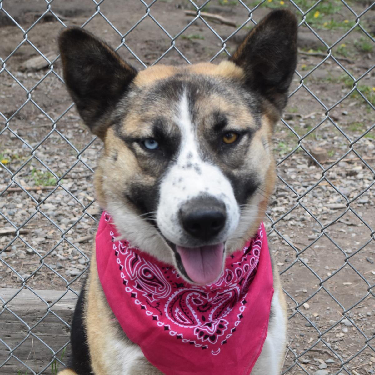 Leda, an adoptable German Shepherd Dog in Libby, MT, 59923 | Photo Image 1