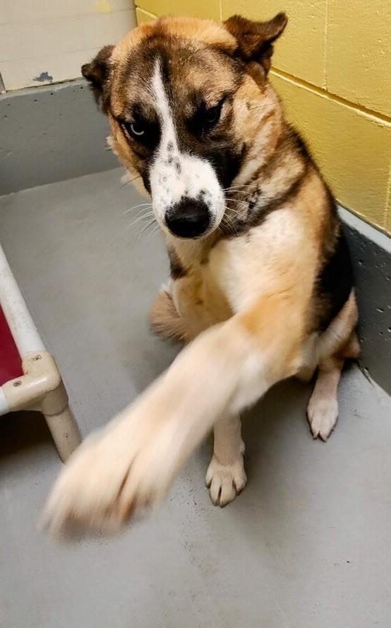 Leda, an adoptable German Shepherd Dog in Libby, MT, 59923 | Photo Image 2