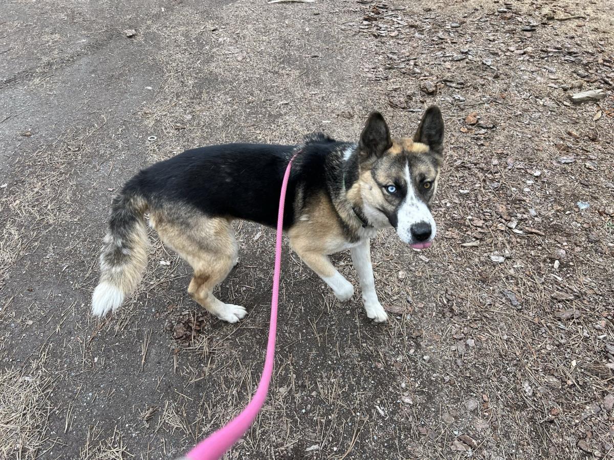 Leda, an adoptable German Shepherd Dog in Libby, MT, 59923 | Photo Image 3