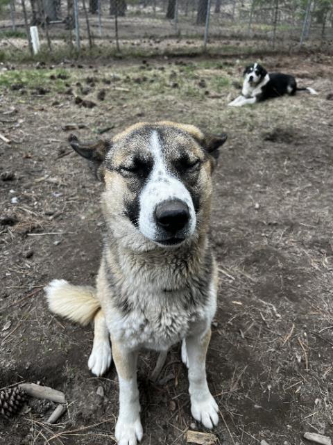 Leda, an adoptable German Shepherd Dog in Libby, MT, 59923 | Photo Image 4