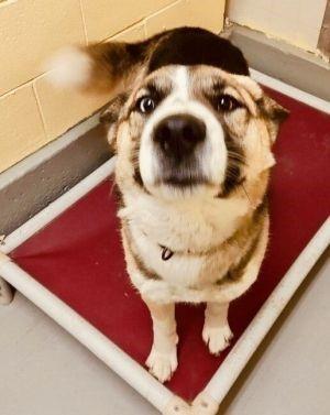 Leda, an adoptable German Shepherd Dog in Libby, MT, 59923 | Photo Image 5