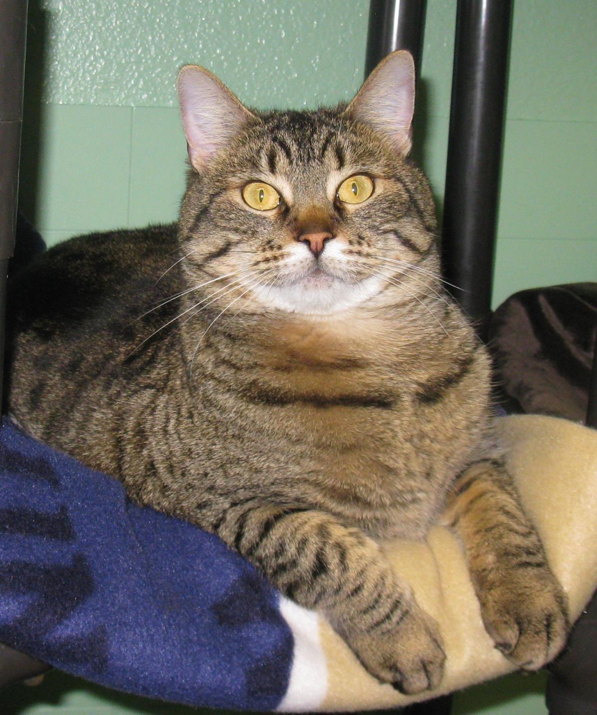 Grady, an adoptable Domestic Short Hair, Tabby in Libby, MT, 59923 | Photo Image 1