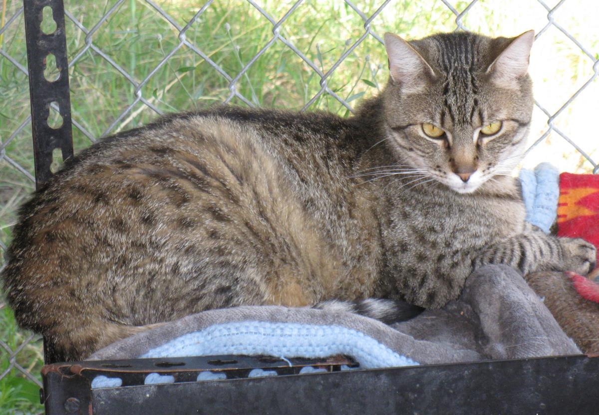 Grady, an adoptable Domestic Short Hair, Tabby in Libby, MT, 59923 | Photo Image 2