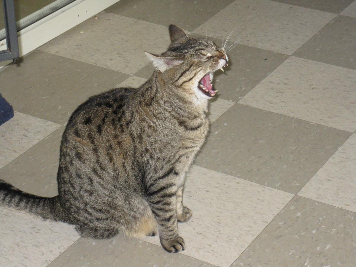 Grady, an adoptable Domestic Short Hair, Tabby in Libby, MT, 59923 | Photo Image 3