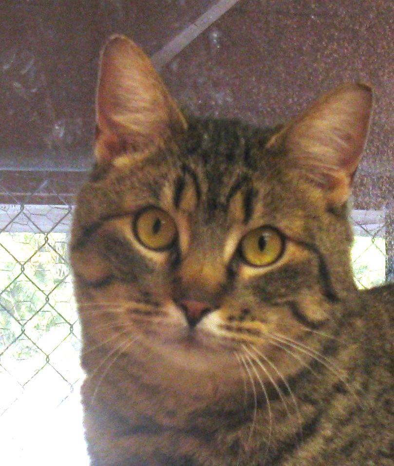 Grady, an adoptable Domestic Short Hair, Tabby in Libby, MT, 59923 | Photo Image 4