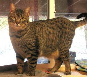 Grady, an adoptable Domestic Short Hair, Tabby in Libby, MT, 59923 | Photo Image 5