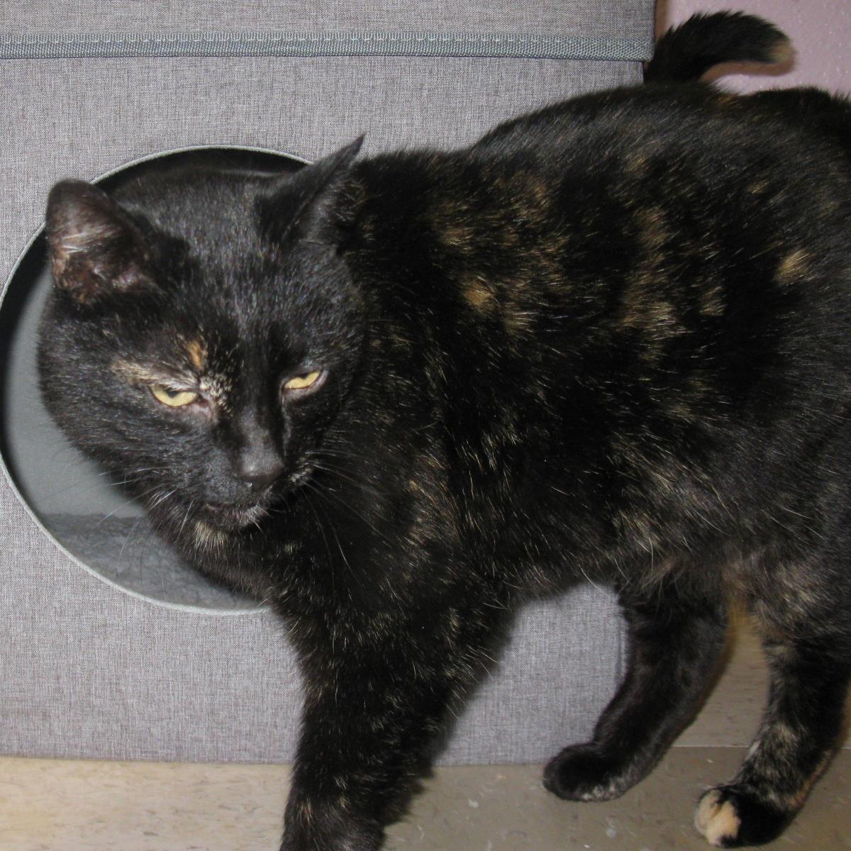 Shelli, an adoptable Tortoiseshell in Libby, MT, 59923 | Photo Image 1