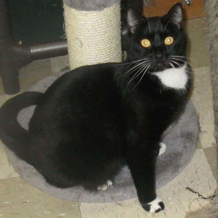 Shadow, an adoptable Domestic Short Hair in Libby, MT, 59923 | Photo Image 1