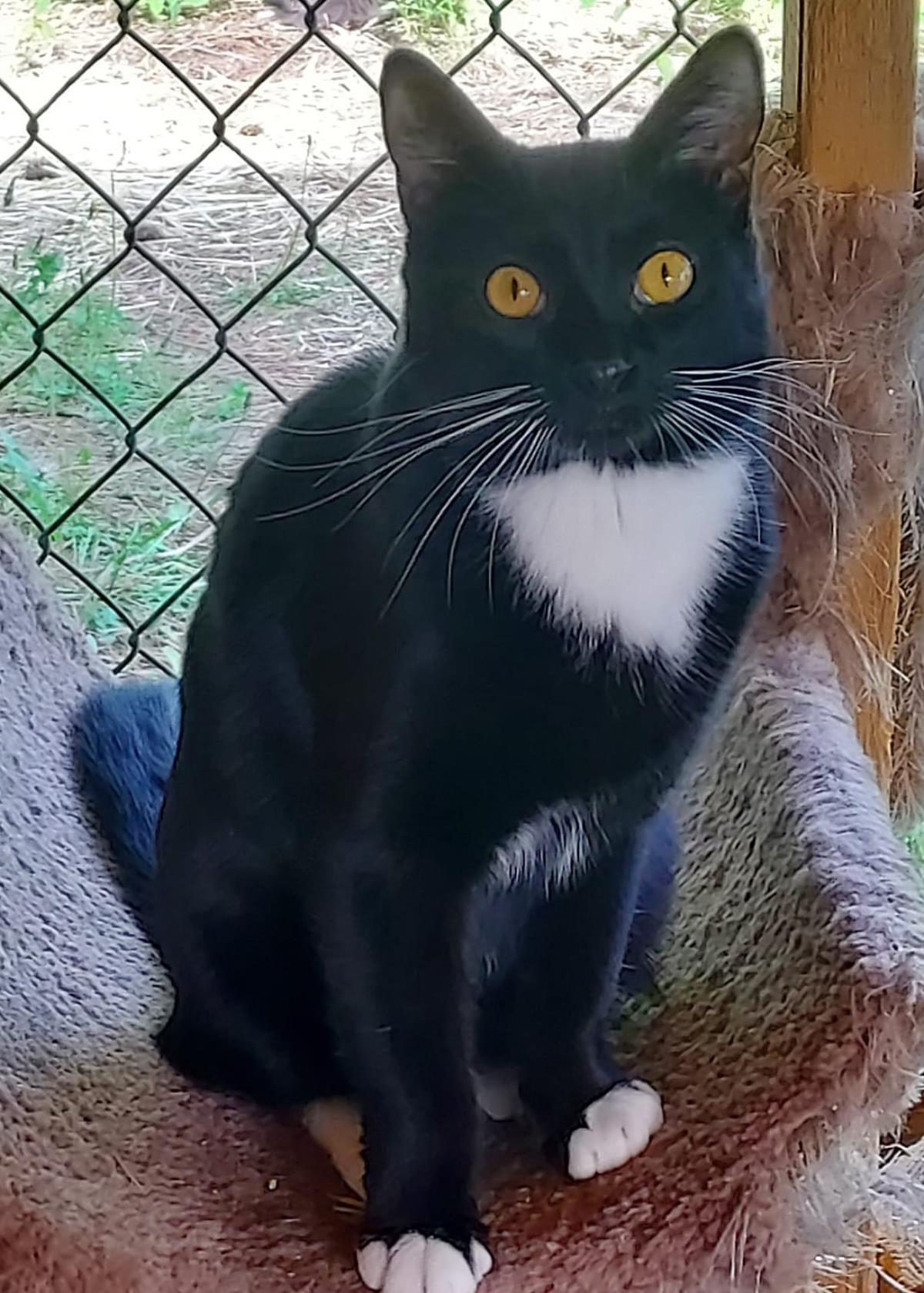 Shadow, an adoptable Domestic Short Hair in Libby, MT, 59923 | Photo Image 3