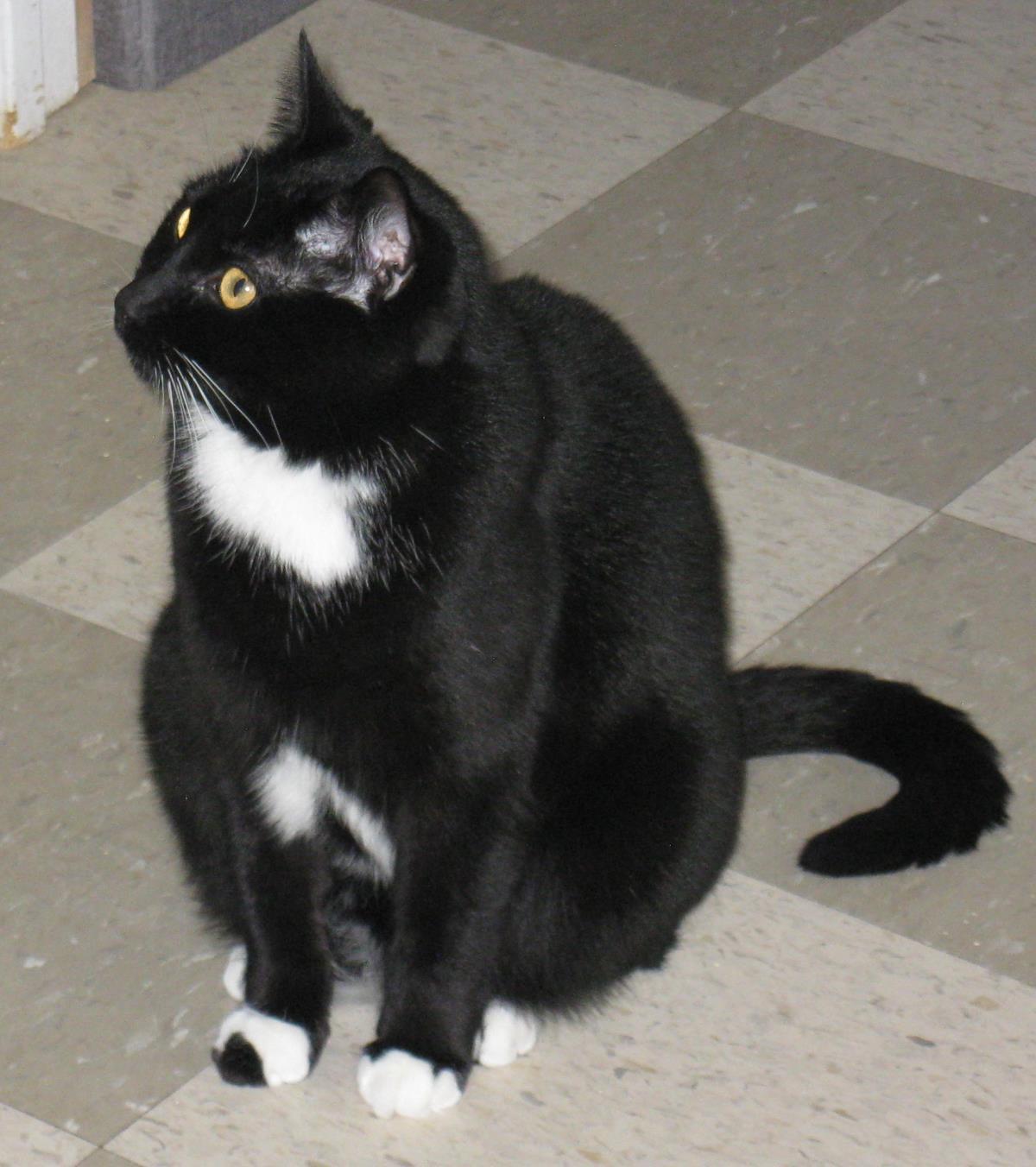 Shadow, an adoptable Domestic Short Hair in Libby, MT, 59923 | Photo Image 4