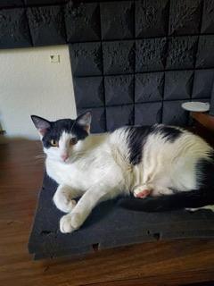 Clover, an adoptable Domestic Short Hair in Parlier, CA, 93648 | Photo Image 1