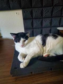Clover, an adoptable Domestic Short Hair in Parlier, CA, 93648 | Photo Image 3
