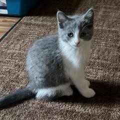 Eva, an adoptable Domestic Short Hair in Bismarck, ND, 58507 | Photo Image 1