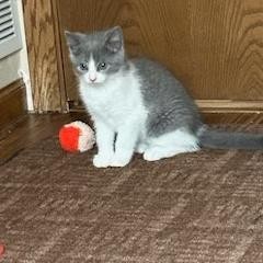 Eva, an adoptable Domestic Short Hair in Bismarck, ND, 58507 | Photo Image 2