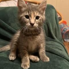 Fiona, an adoptable Domestic Short Hair in Bismarck, ND, 58507 | Photo Image 1