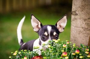Biscuit, Baby Female Chihuahua